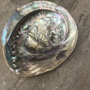Elegant Iridescent Shell Decor Piece